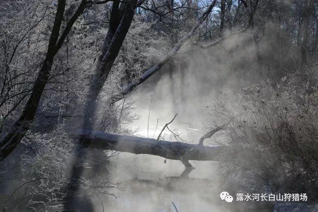 寻找迷路的松鼠